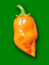 Habanero Orange